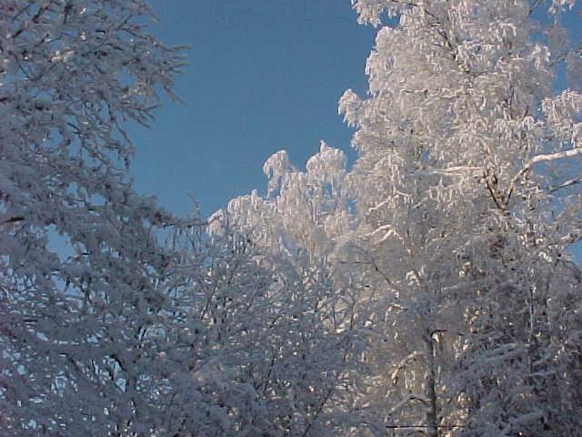 Lovely winter scene.JPG